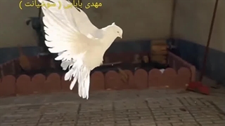 چامک، مهدی بابایی ( سوشیانت )