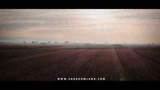 یک مزرعه ای که به جای زعفران طلا استخراج کرد .