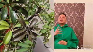 علت سیاه شدن و ریزش برگ شفلرا