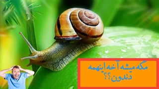 تعداد غیر طبیعی دندان در پر دندان ترین موجودات جهان!!