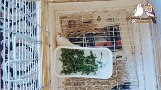 لانه سازی فنچ زبرا | پرورش فنچ | صدای فنچ