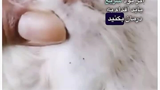 ۳ روش پیشگیری از کک در سگ و گربه