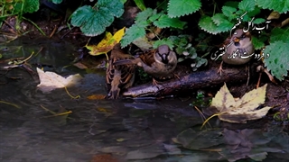 آب را گل نکنیم