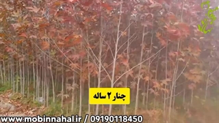 چنار دو ساله