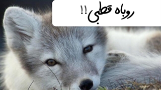 روباه قطبی زیباترین روباه جهان
