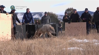 لحظه رهاسازی اولین گرگ‌های خاکستری در خطر انقراض در کلرادو