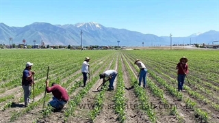 انواع روشهای آبیاری نوین و سنتی