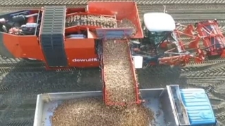 شرکت پخش پیاز عمده