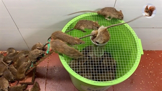 با جعبه پلاستیکی تله موش درست کنید