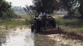 شرکت پخش برنج عمده