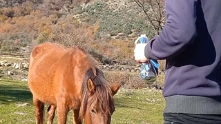 مهدی میرزایی | با اسب دهنه محمدآباد