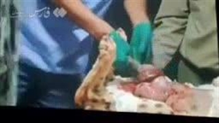 فیلم جدید از سزارین «ایران» مادر «پیروز» یوزپلنگ مشهور