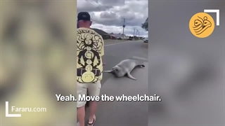 یک فُک ۶۰۰ کیلوگرمی وارد شهر شد