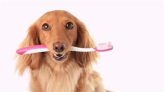 خمیردندان سگ