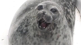 به چی نگاه میکنی که انقدر سرت توی گوشیه؟من:(پارت۳)