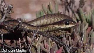 هشت تا از کشنده ترین و خطرناک ترین مار های جهان که باید بشناسید