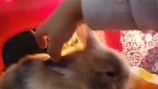 ویدیو رضایت مشتری عزیز پت پیک از تهران