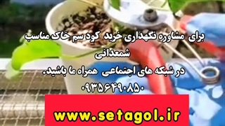 خرید فروش روش دلیل راه شرایط سم کود تقویتی خاک مکمل مناسب پاجوش زدن گل شمعدونی شمعدانی