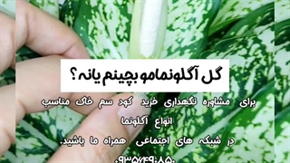 خرید فروش روش دلیل راه شرایط سم کود تقویتی خاک مکمل مناسب پاجوش زدن گل انواع آگلونما