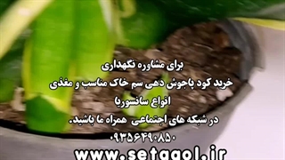 خرید فروش روش دلیل راه شرایط سم کود تقویتی رشد ریشه خاک مکمل مناسب پاجوش زدن گل سانسوریا پاکوتاه