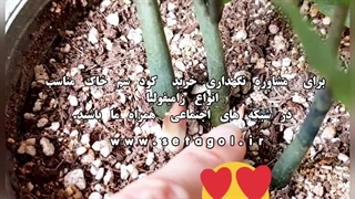 خاک خوب مرغوب کود عالی با کیفیت ضدعفونی ترکیب اسیدی گل گلدون گلدان زاموفیلیا زامیفولیا