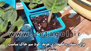 خاک خوب مرغوب کود عالی با کیفیت گلدهی ترکیب اسیدی گل گلدون گلدان بنفشه آفریقایی