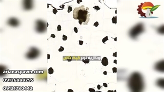 یکی از کاربردهای کپک قارچ