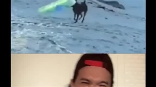 smart dog funny سگ باهوش خنده دار