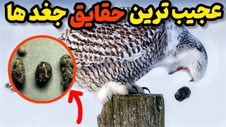 10 دانستنی عجیب و مرموز جغد ها که با شنیدنش برق از سرتون می پره!!!