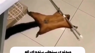 هممون به یکی از اینا نیاز داریم '~'