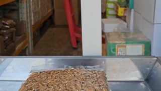 ۴مغز لوکس امسالی