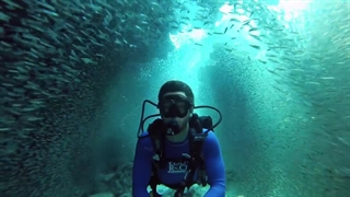 تجربه غواصی با یک میلیون ماهی