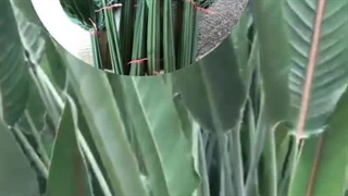 خرید دستگاه گره زن گل