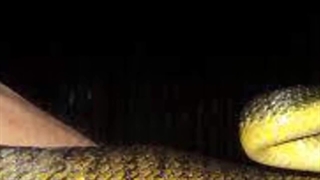 Brush Turkey Removal Cairns