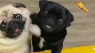 سگ ها ی بامزه