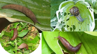 چطوری از شر حلزون های باغچه خلاص بشیم/ دلیل سوراخ شدن برگ گلها چیست ؟