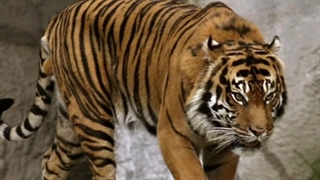 حیوانات منقرض شده و در حال انقراض حیات وحش ایران