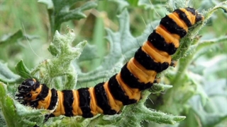 خطرناک ترین و سمی ترین کرم های دنیا!