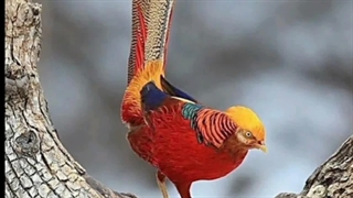 جواهرهای آسمان:زیباترین و کمیاب ترین پرندگان جهان