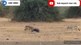 حیوانات وحشی : حیوانات درنده حیات وحش نبرد حیوانات