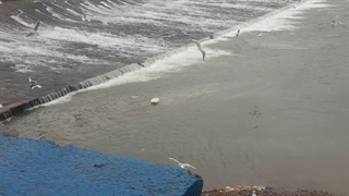 مرغ ماهی خوار و رودخانه