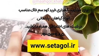 روش نحوه آموزش نکات طلایی نگهداری مراقبت پرورش نور رطوبت دما بهترین خاک کود سم تعویض گلدون گلدان محیط مناسب گل قاشوقی ابلق سبز