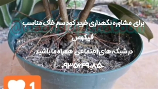 روش نحوه آموزش نکات طلایی نگهداری مراقبت پرورش نور رطوبت دما بهترین خاک کود سم تعویض گلدون گلدان محیط مناسب گل فیکوس بلک سبز