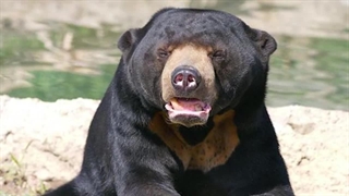 بی رحم ترین حیوان جهان