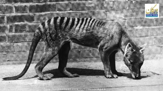 واپسین غرش ببرهای تاسمانی