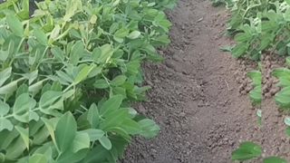 دوره آموزشی کاشت بادام زمینی