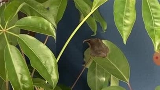 علت قهوه ای شدن برگ شفلرا