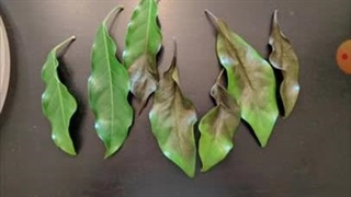 علت ریزش برگ شفلرا | علت ریختن برگ شفلرا