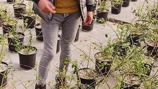 عرضه عمده و خرده ارقام نهال بلوبری 09144811631