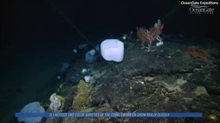 در اعماق ناشناخته اقیانوس ها چه می گذرد؟